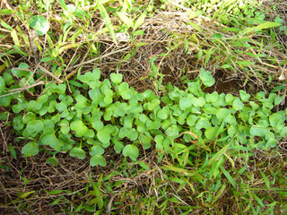 P1050739.JPG