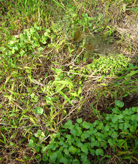 P1050740.JPG